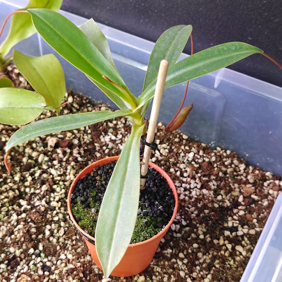 Thumbnail: BE-4522 N. ventricosa x attenboroughii