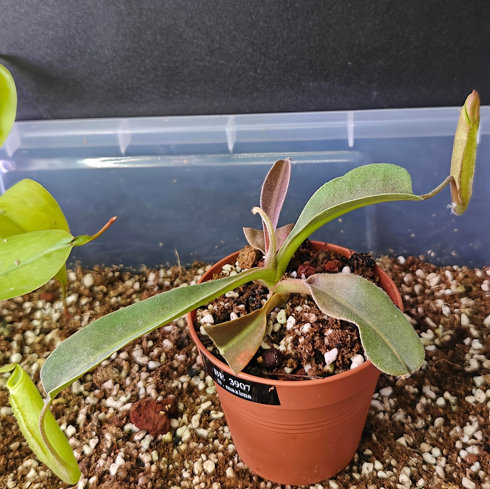 Thumbnail: BE-3907 N. maxima "Wavy Leaf" Clone 1
