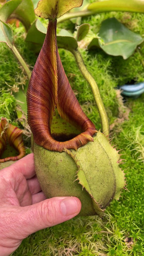 BE-4087 N. veitchii 'intermediate' – assorted clones | SG Carnivorium