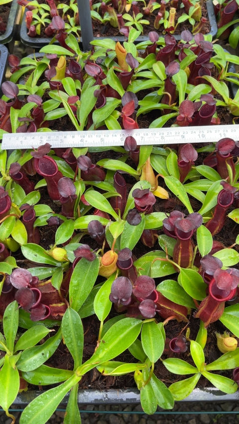 Thumbnail: BE-3794 N. spathulata x tobaica – selected clone