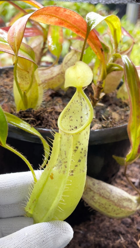 Thumbnail: BE-3083 N. hirsuta ‘Serapi’ – assorted clones