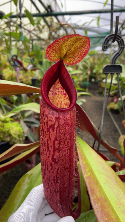 Thumbnail: BE-4024 N. peltata x samudera - assorted clones