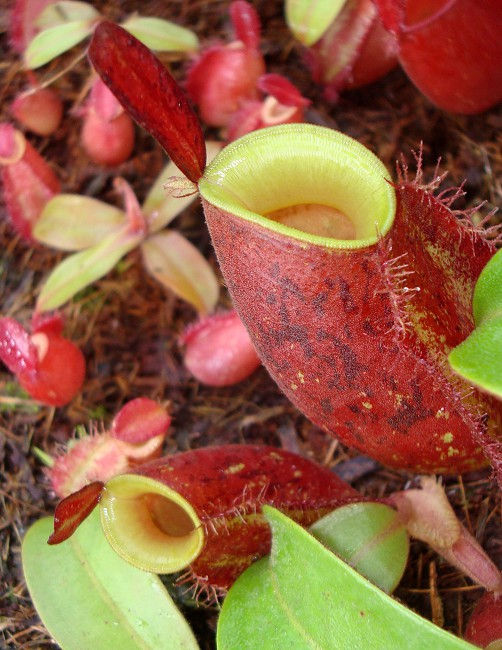 Thumbnail: BE-3390 N. ampullaria ‘Lime Twist’