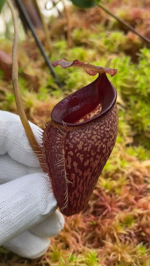 BE-4075 N. talangensis – assorted clones