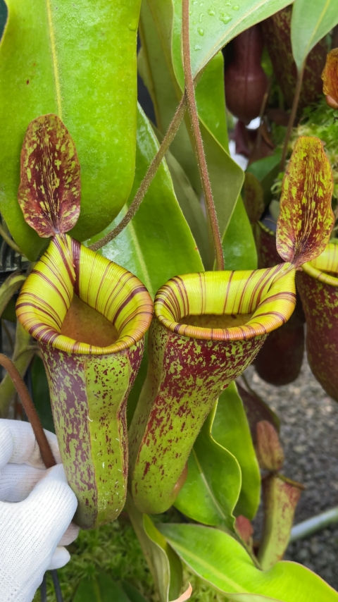Thumbnail: BE-4027 N. ampullaria x (veitchii x lowii) – selected clone