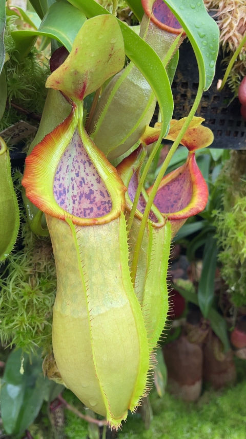 Thumbnail: BE-3903 N. spathulata x tobaica – selected clone