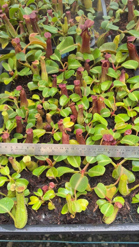 Thumbnail: BE-3203 N. truncata – Pasian Highland