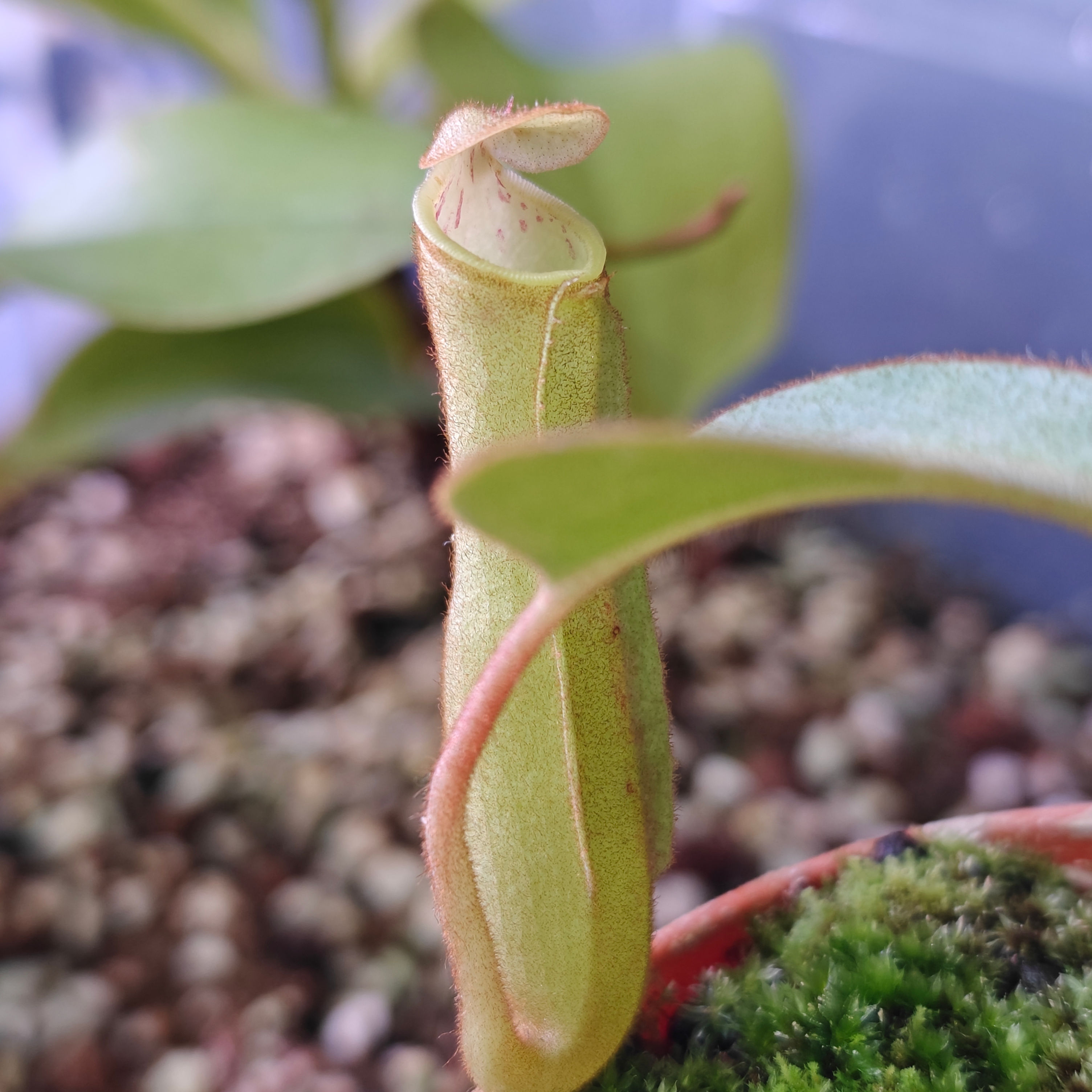 BE-4625 N. clipeata x (veitchii x lowii)