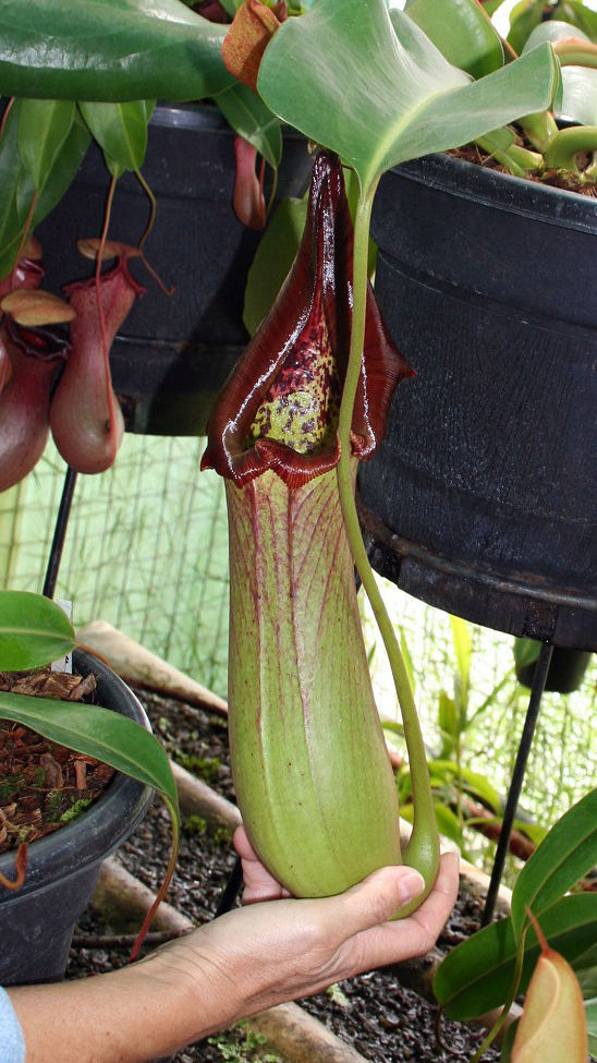Thumbnail: BE-3203 N. truncata – Pasian Highland