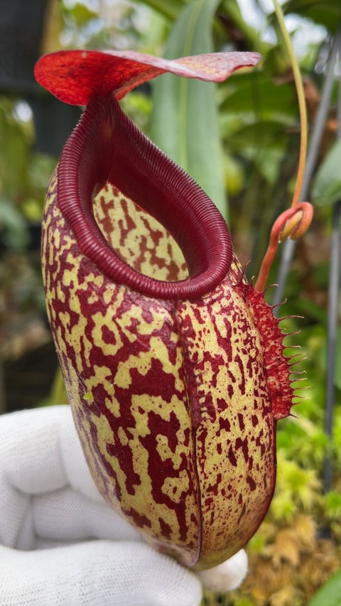 Thumbnail: BE-3877 N. merrilliana x aristolochioides – best selected clones