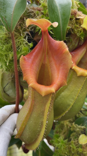 BE-4674 N. veitchii x ventricosa – selected clones | SG Carnivorium