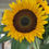 Thumbnail: Sunflower Bunches