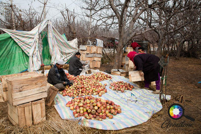 Kashmir apples