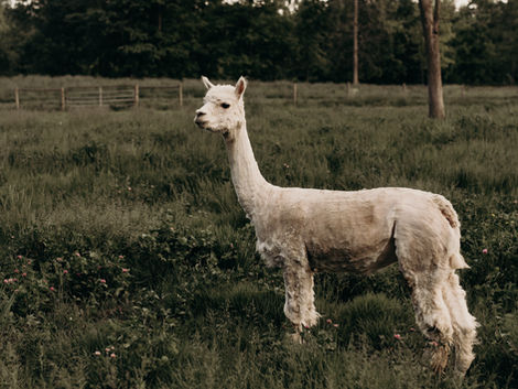 The Alpacas have Arrived!