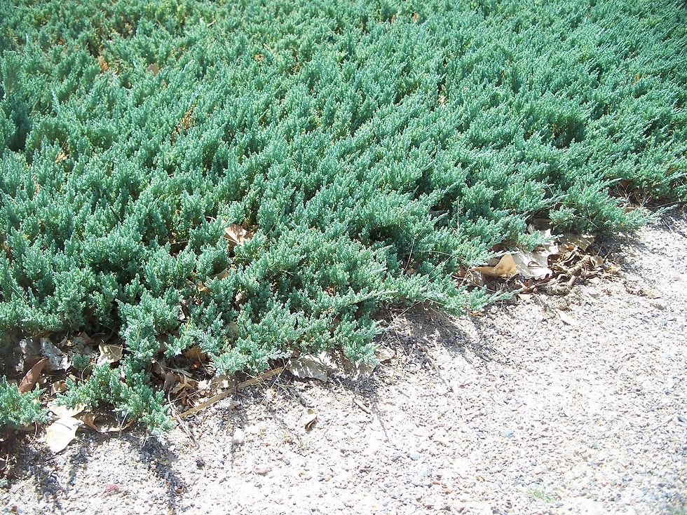 Juniper Blue Rug