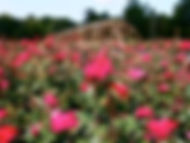 Rose Double Red Knockout ®