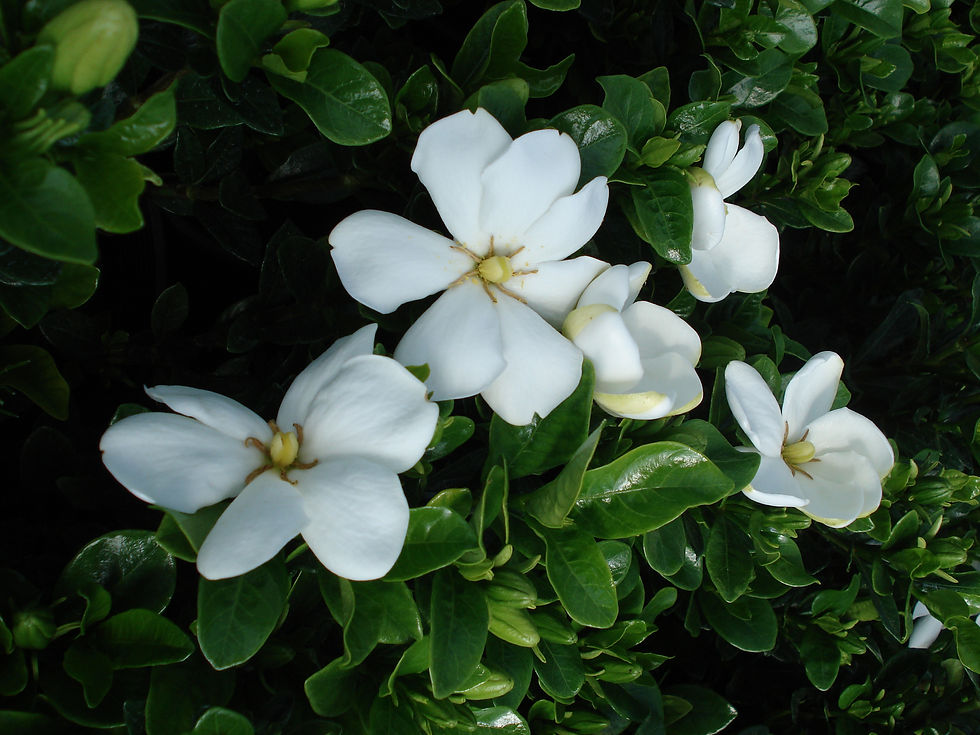 Gardenia Kleim's Hardy
