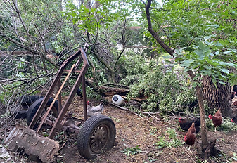 26JUL2026chickencoop1.jpeg