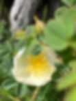IMG_1824.jpeg
