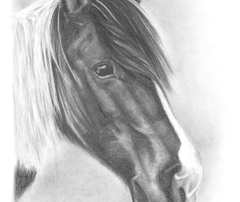 Dessin de cheval, portrait sur mesure d'animal de compagnie
