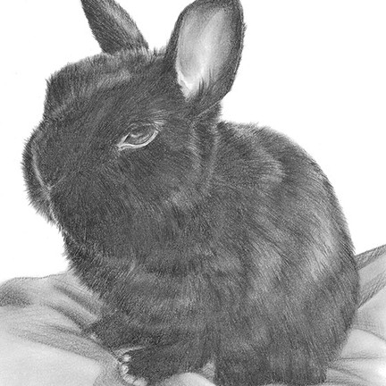 Dessin de lapin de compagnie