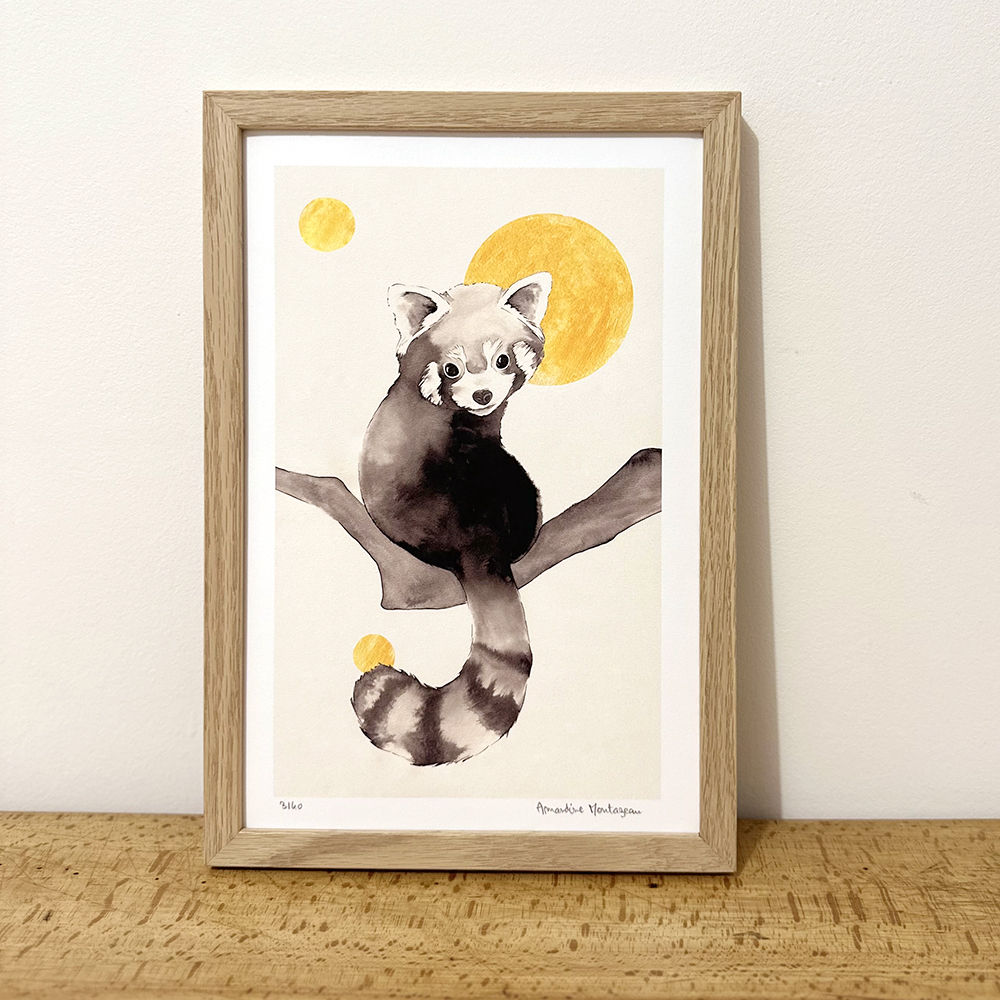 Panda roux sous la Lune - Tirage d'Art