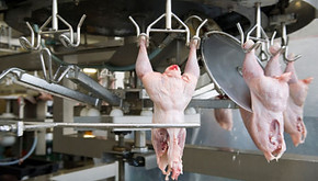 Wire Fence Tensioners