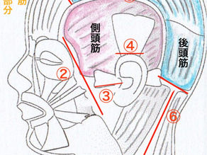 10年前の顔に？勝手に若返る？！頭皮マッサージ〜応用編