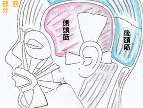 勝手に若返る？！頭皮マッサージ〜基本編　