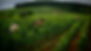 Chandon de Briailles (104).jpg