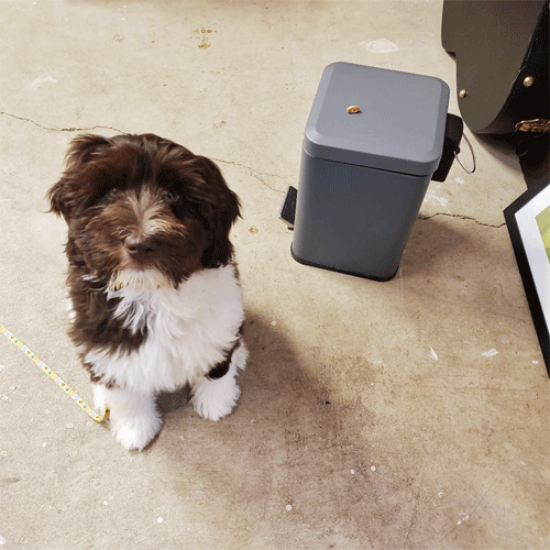 Daisy-w4-1.gif