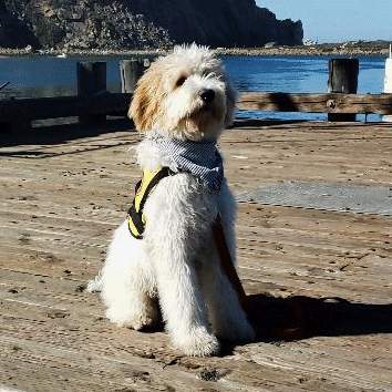Charlie-WORKING-10.gif