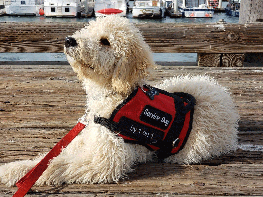 Home-Service-Dog-by-1-on-1.gif