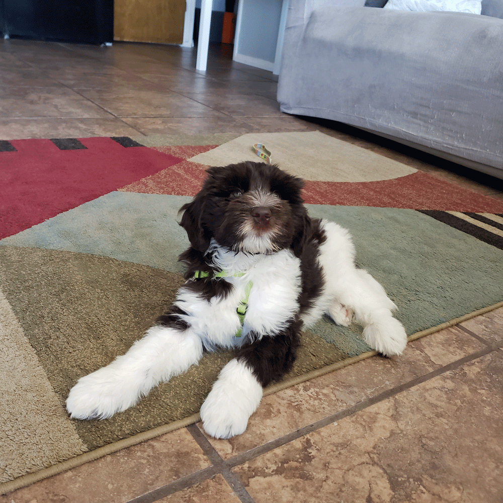daisy-10.gif