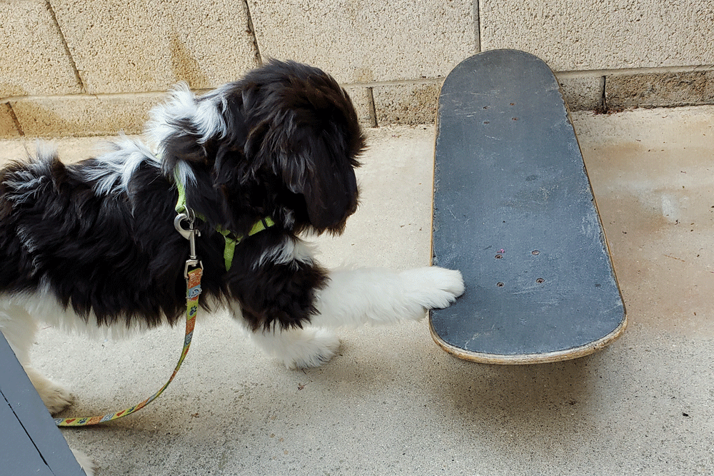 daisy-skateboard-1.gif