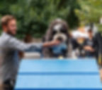 Give Back to Man's Best Friend