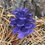 Thumbnail: Golden Glow Full Glitter - Ponderosa Pine    18ct Bundle