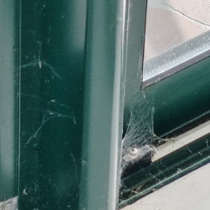 Quand les araignées élisent domicile