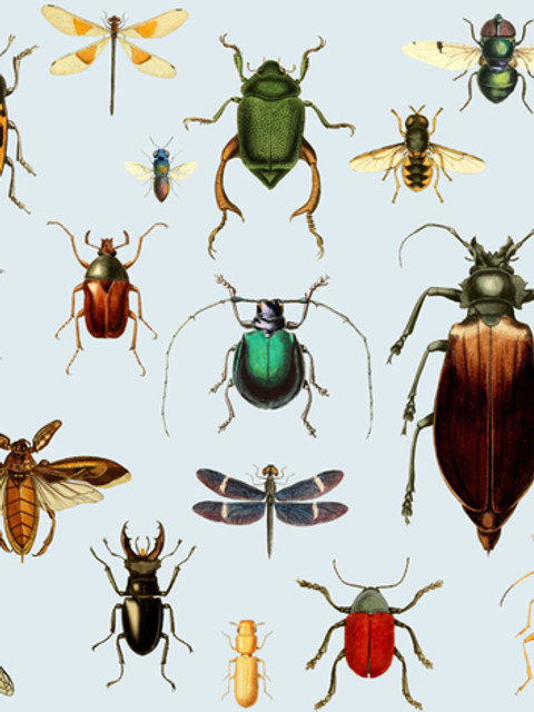 BUGS COLLECTION / VINTAGE / BLUE