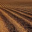 tilled soil_edited.jpg