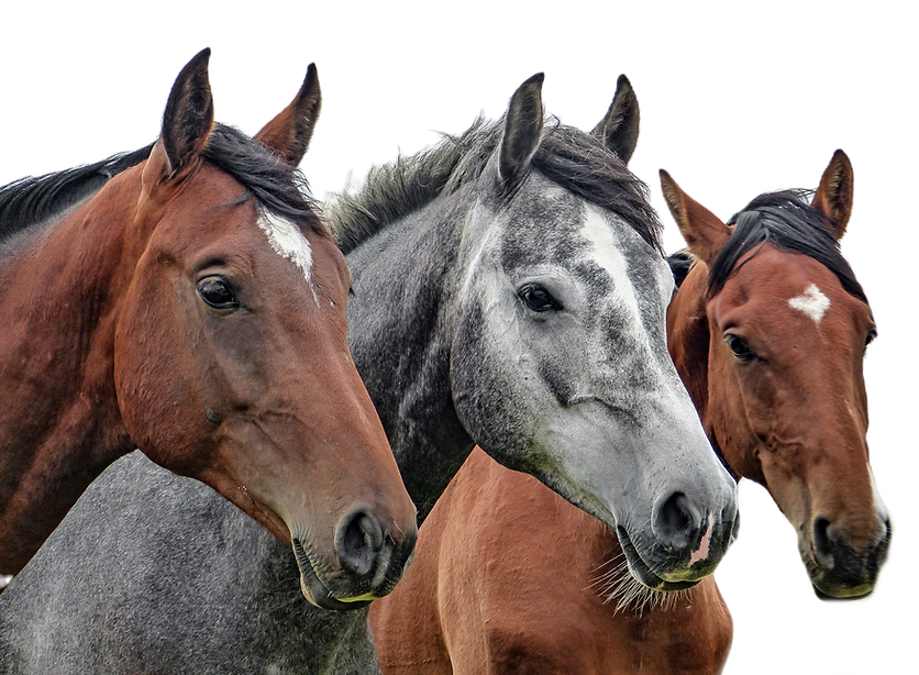 Three Horses_edited.png