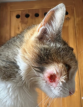 IMG_1063 OK para WEB .jpg