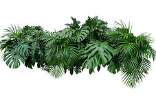 tropicals.jpg