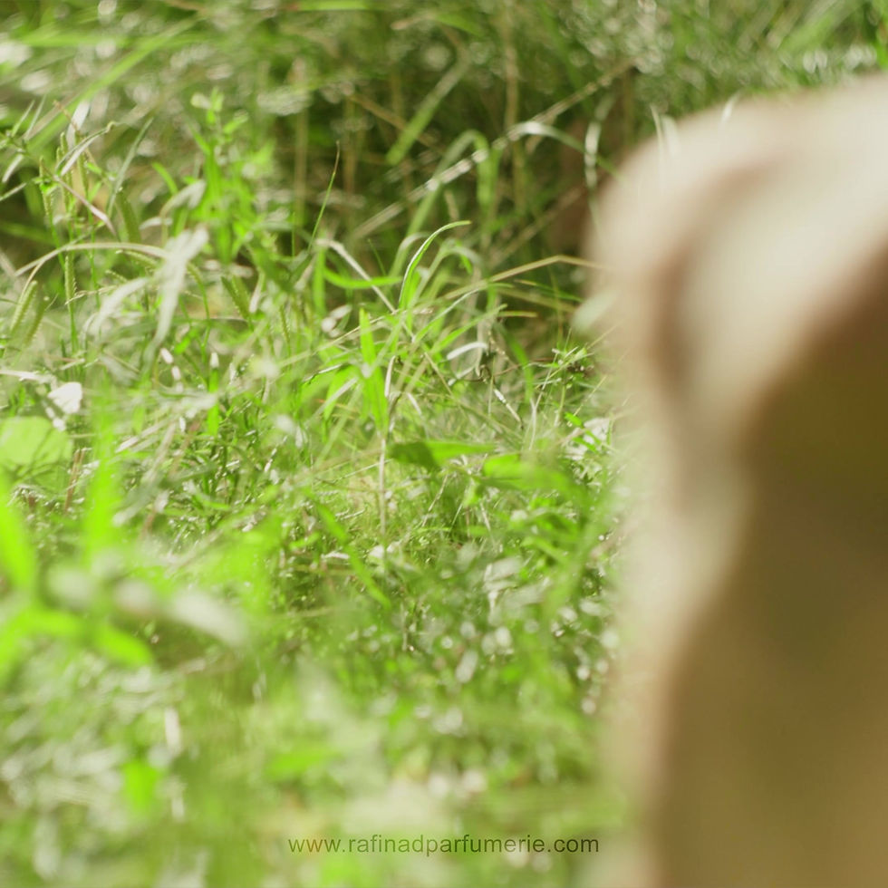 Miniature : Narcisse Taiji, Atelier Materi, 3770014326164, RAFINAD, Eau de Parfum 100 ml, Marie Hugentobler