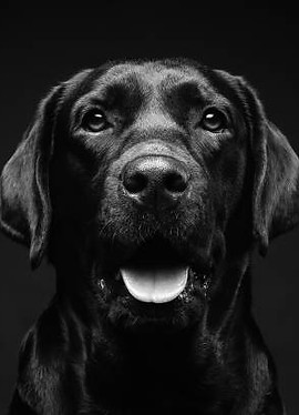DOG black and white image.jpg