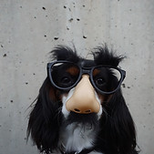 Dog wearing Costume