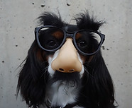 Dog wearing Costume