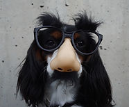 Dog wearing Costume