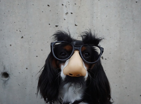 Dog wearing Costume