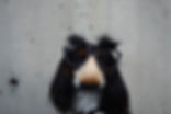 Hund trägt Kostüm